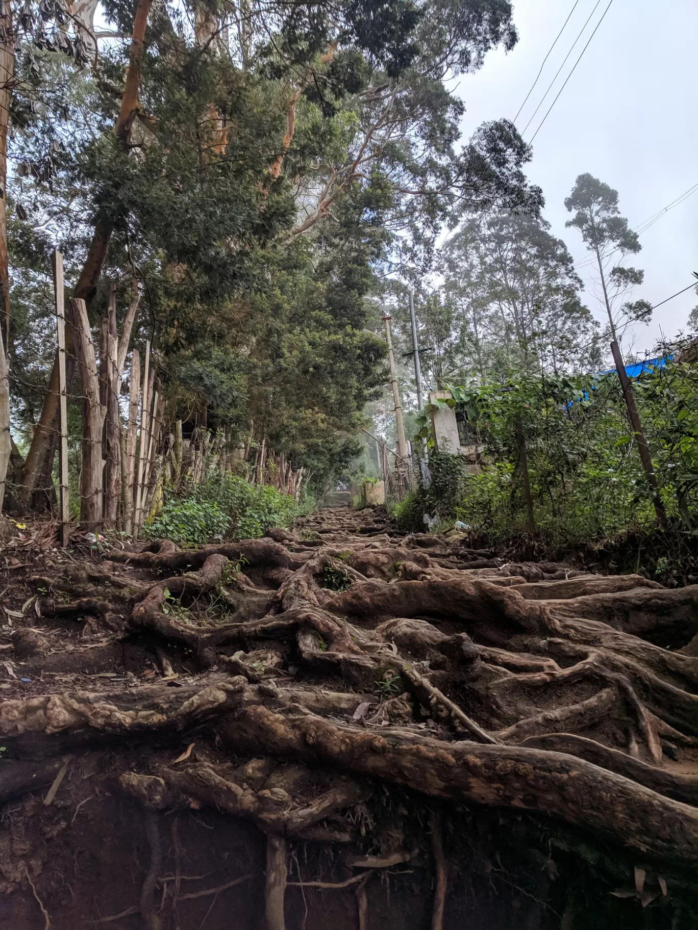 Photo of Vattakanal By Shubham Singh