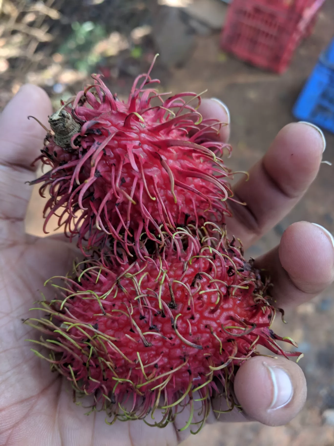 Photo of Vattakanal By Shubham Singh