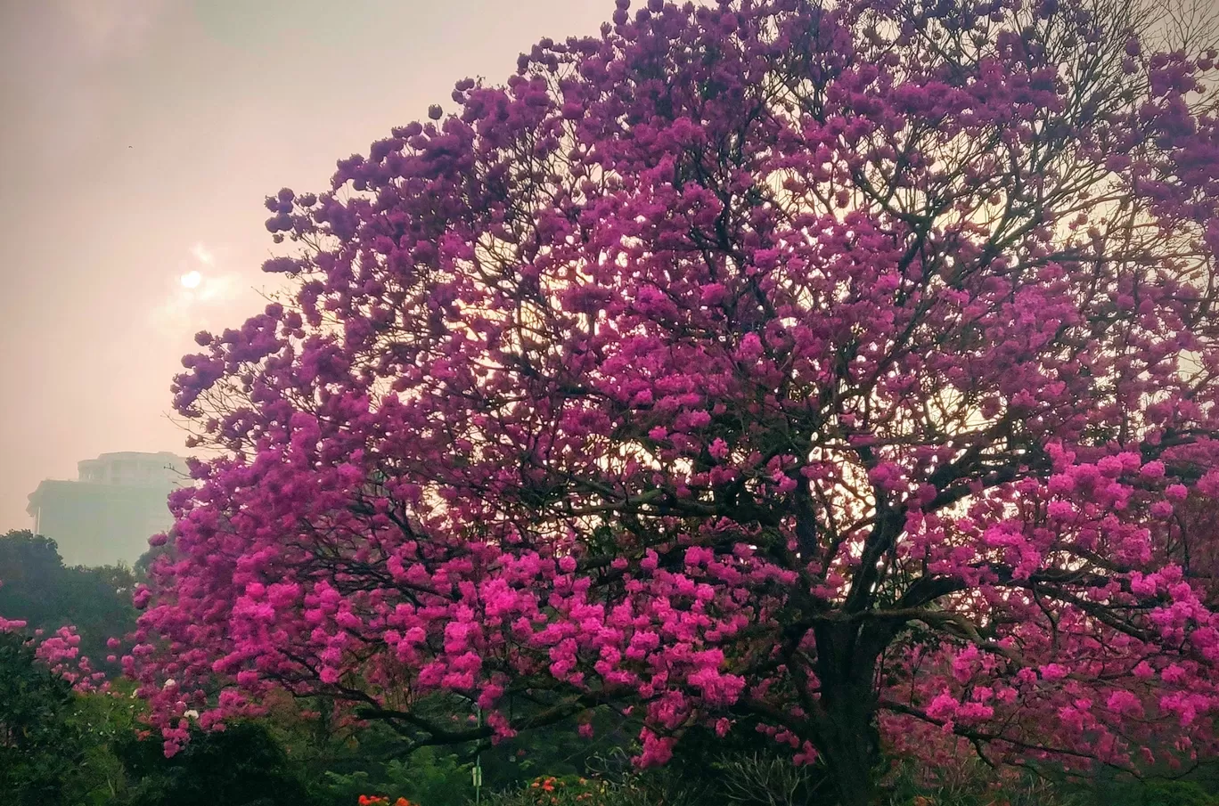 Photo of Cubbon Park By Irma jojo