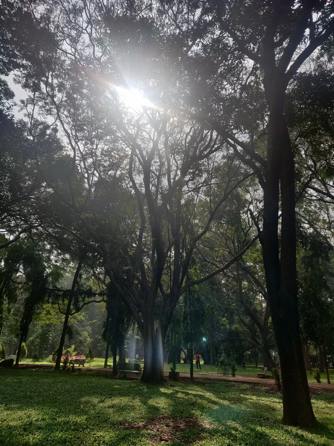 Photo of Cubbon Park By Irma jojo