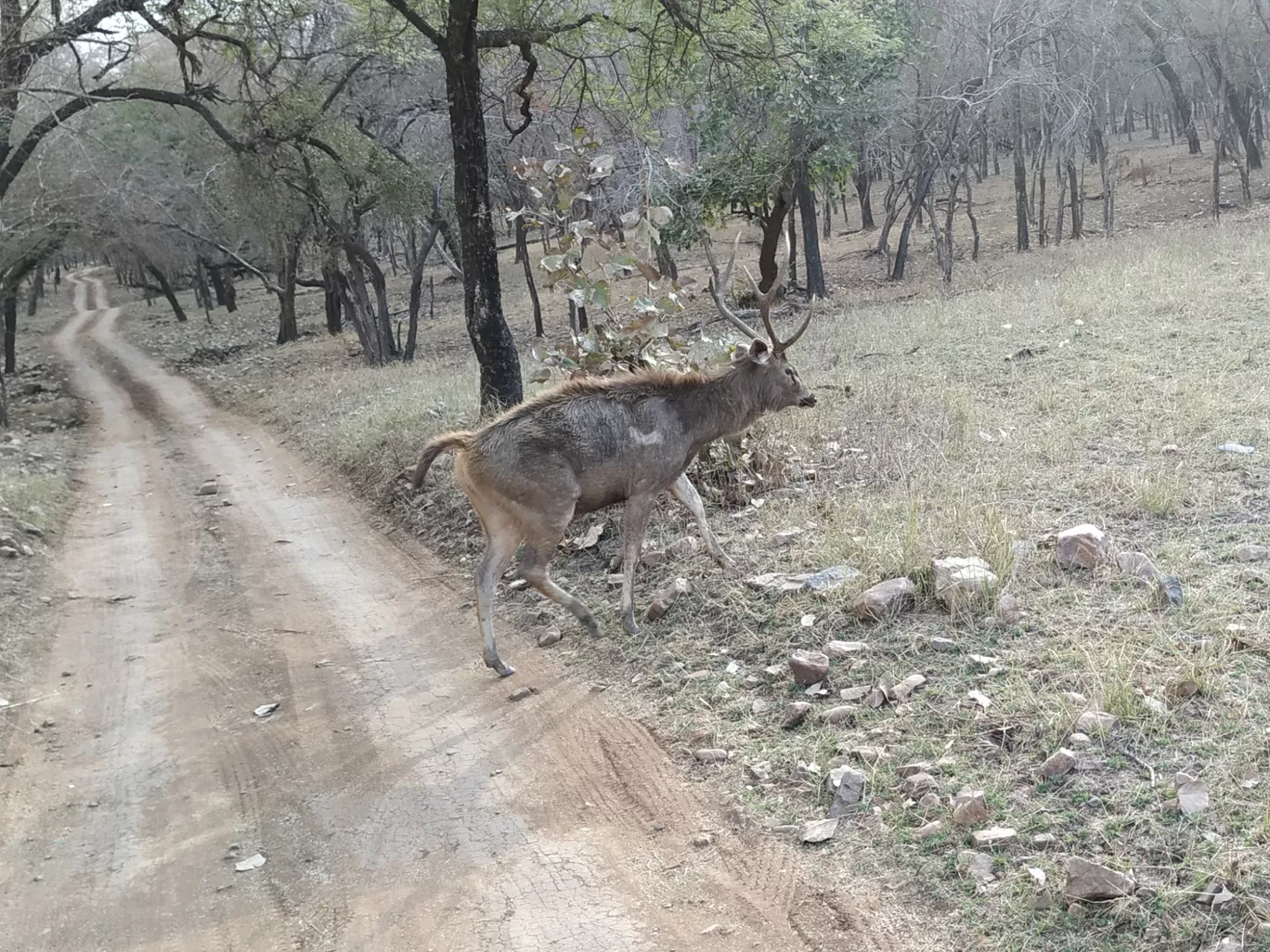 Photo of Ranthambore National Park By aditi agarwal