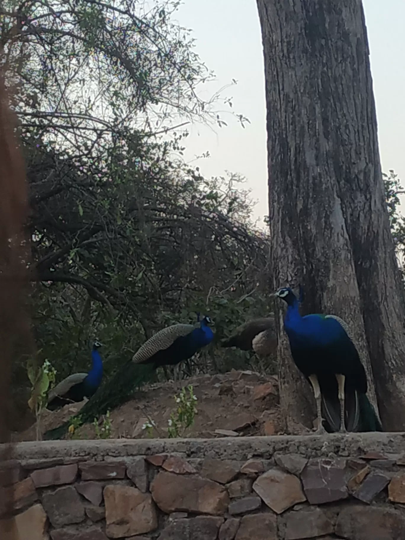 Photo of Ranthambore National Park By aditi agarwal