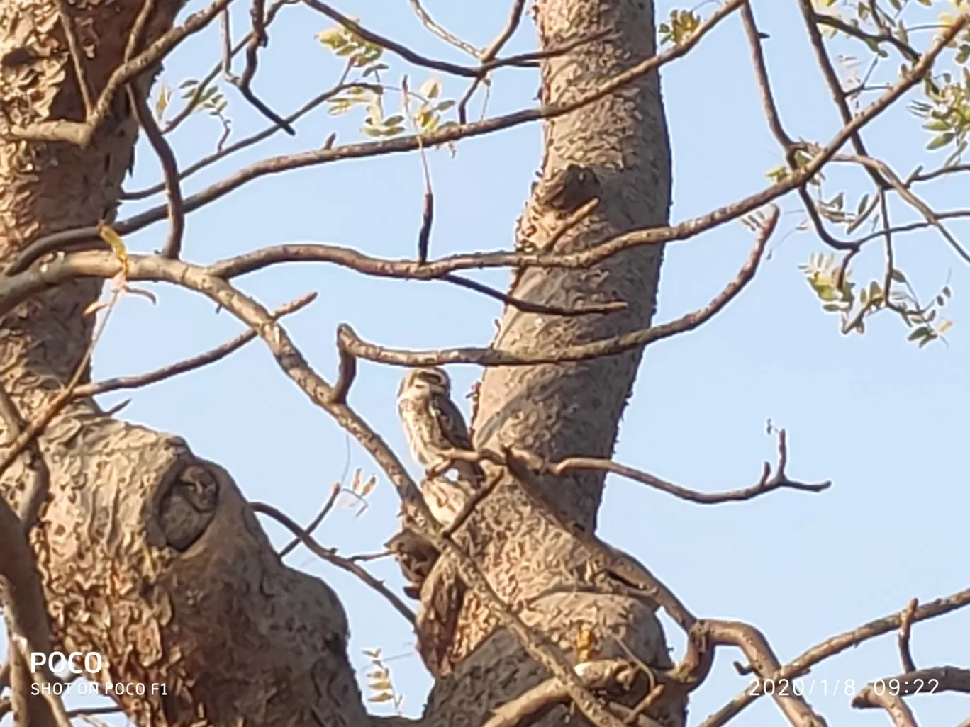 Photo of Club Mahindra Gir By Rajiv Singh