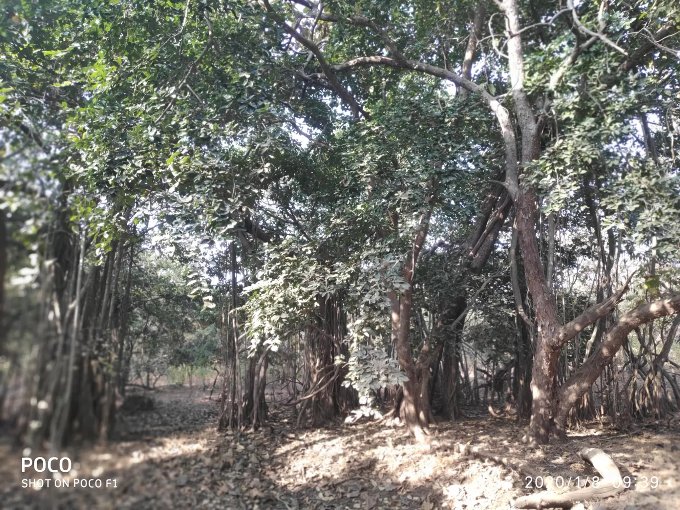 Photo of Club Mahindra Gir By Rajiv Singh
