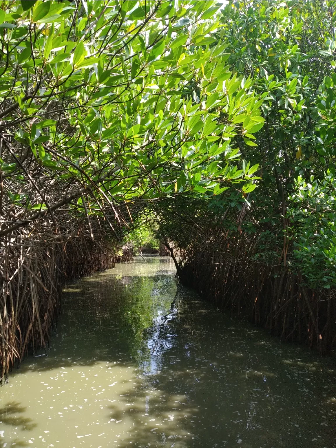 Photo of Pichavaram Mangrove Forest By varun durai