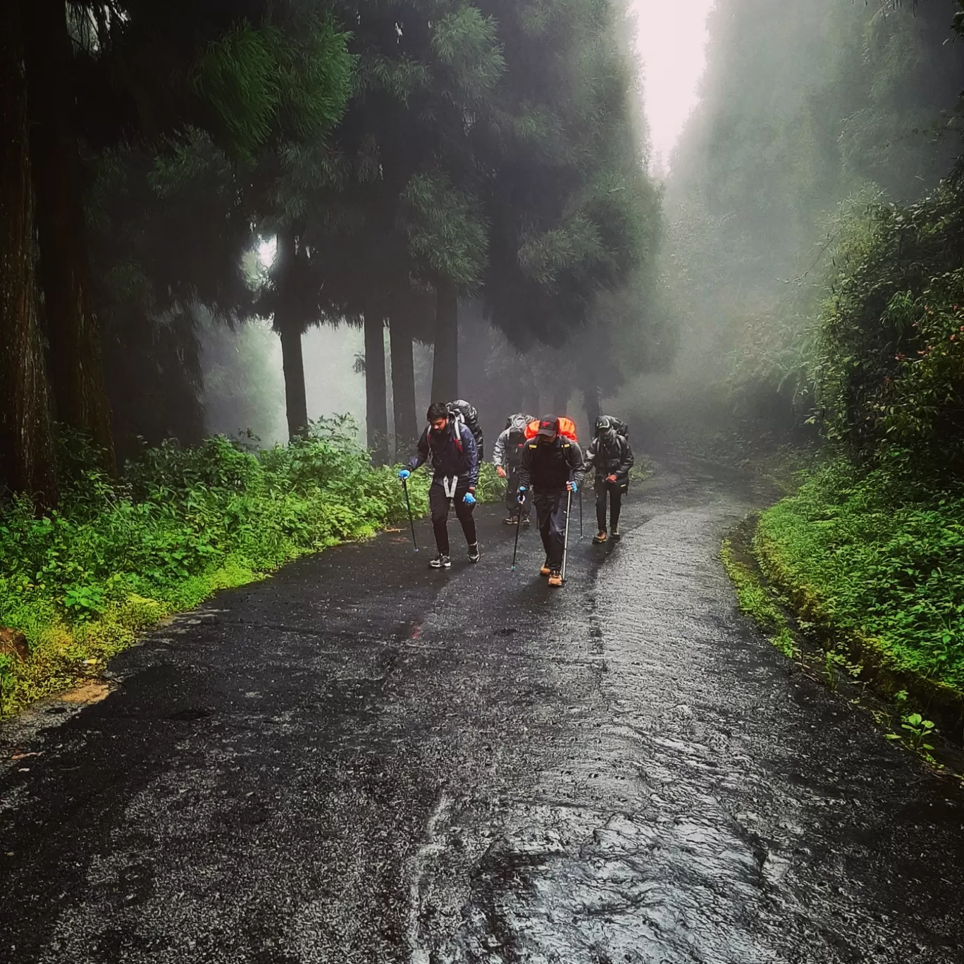 Photo of Sandakphu By aTravelerlife