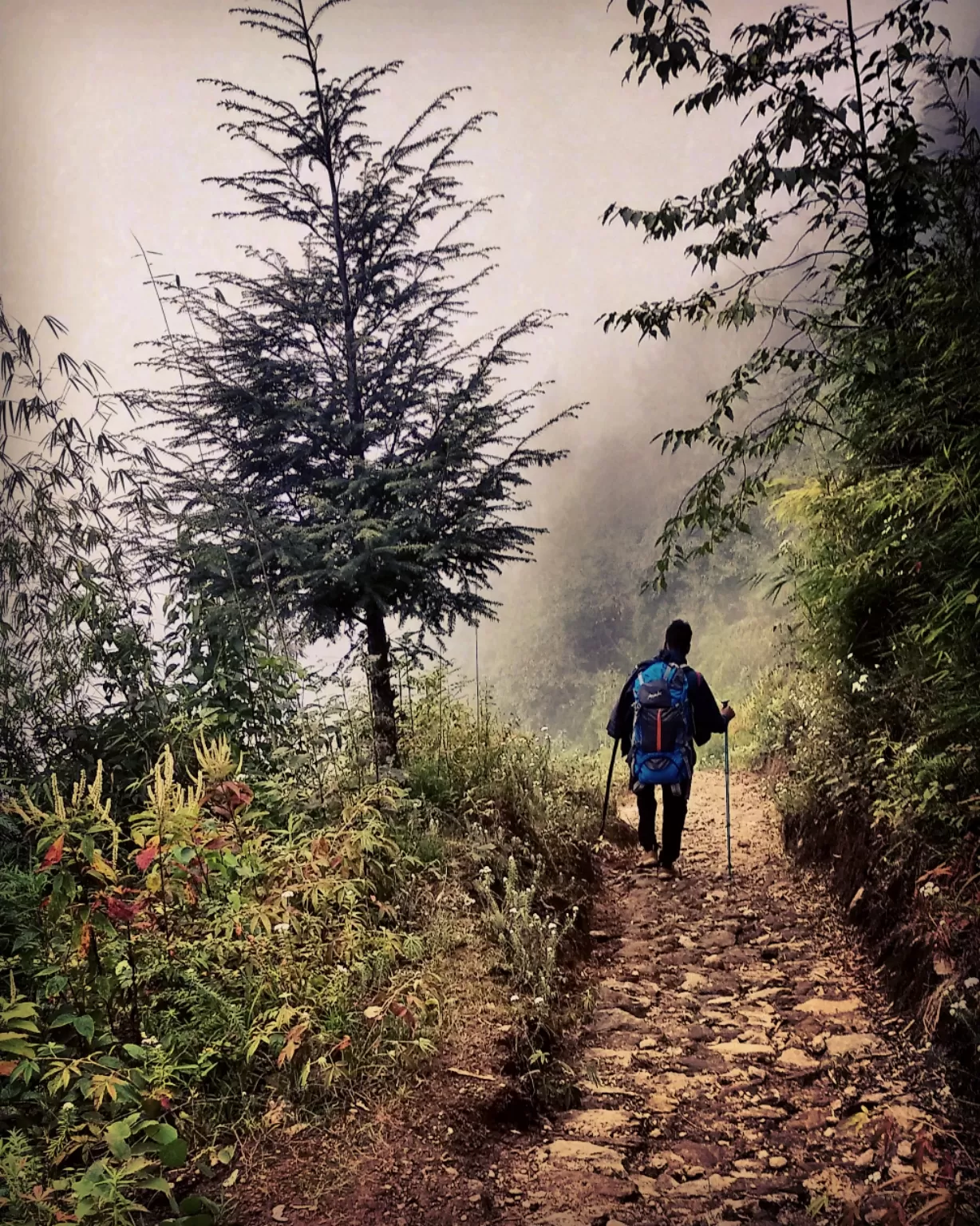 Photo of Sandakphu By aTravelerlife