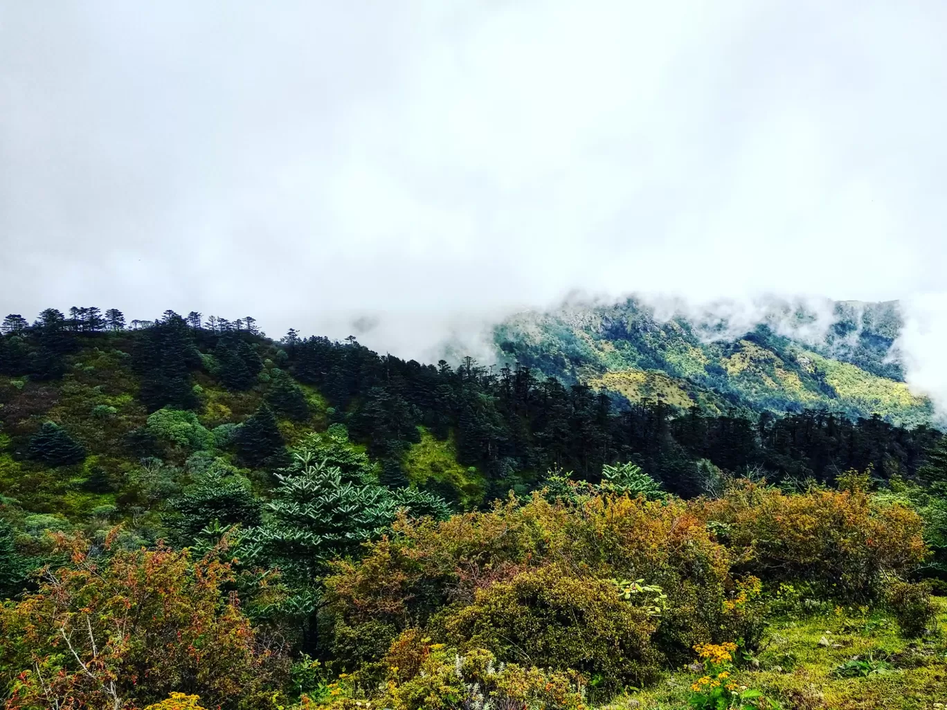 Photo of Sandakphu By aTravelerlife
