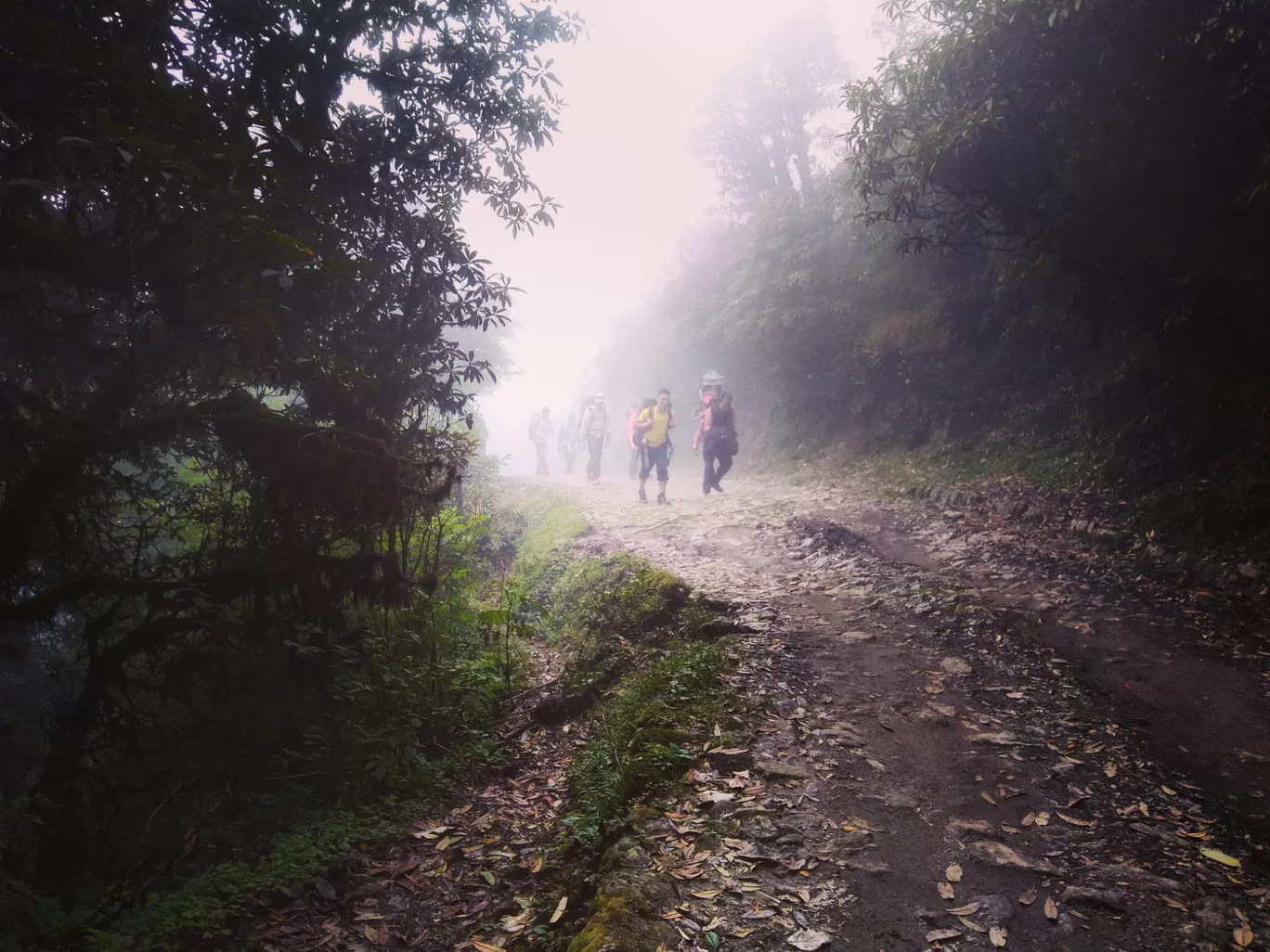 Photo of Sandakphu By aTravelerlife