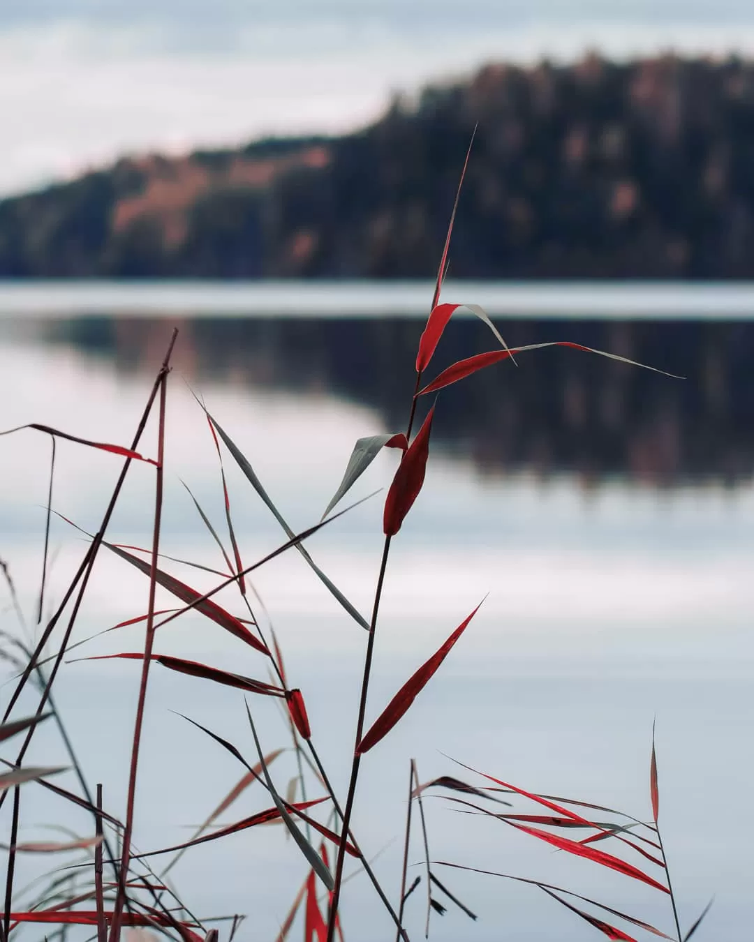 Photo of Nuuksio Reindeer Park By asutosh hota