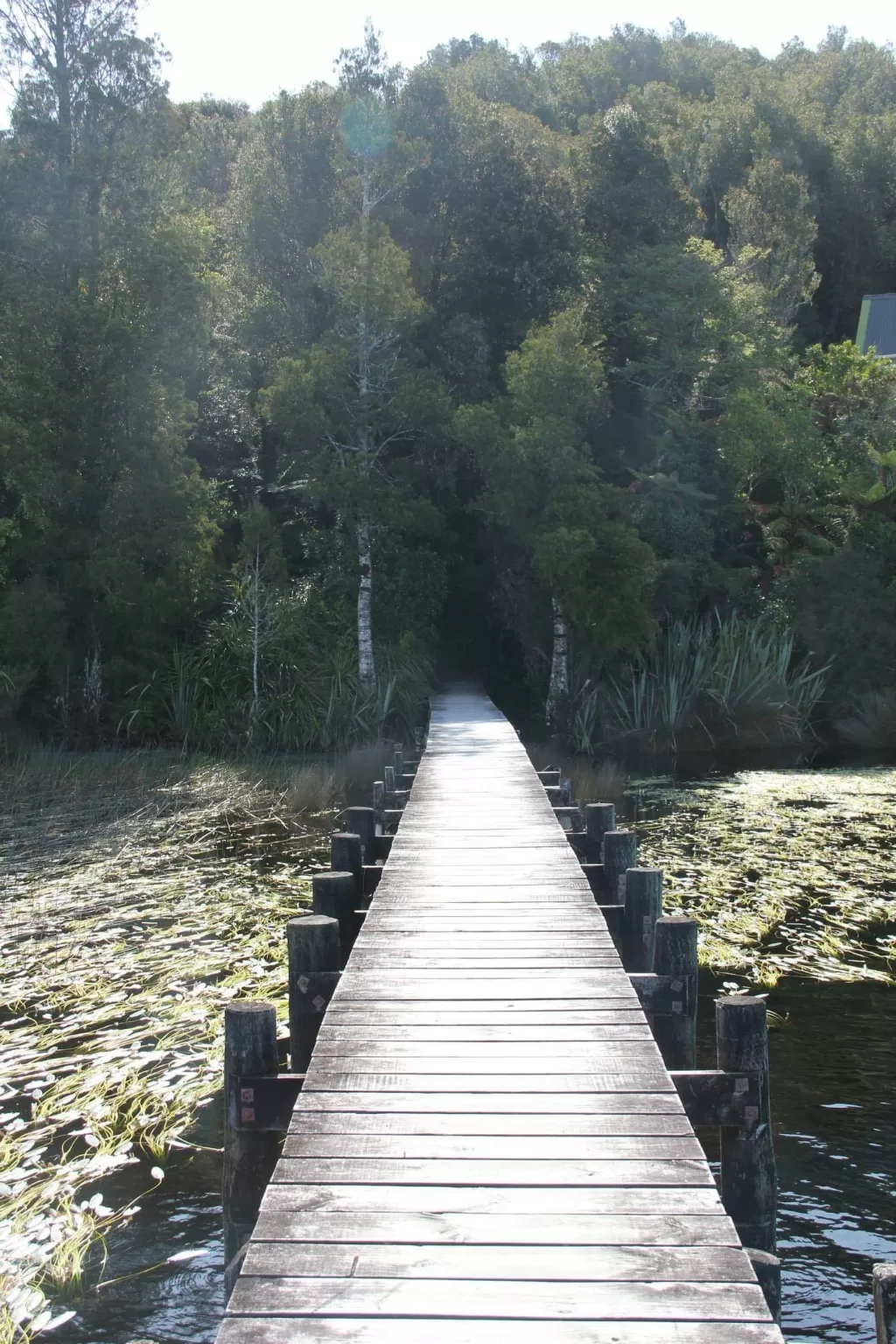 Photo of New Zealand By Rahul Miglani