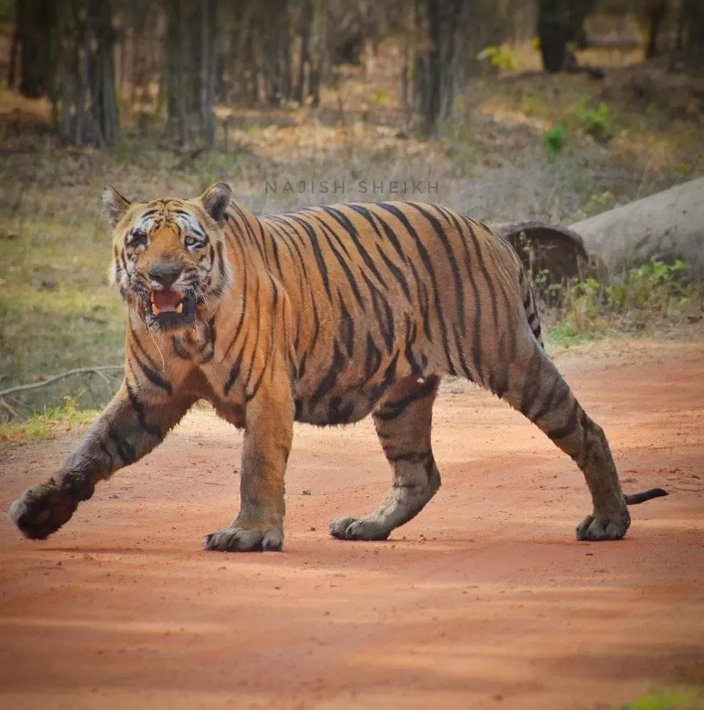 Photo of Tadoba Andhari Tiger Reserve By Saba