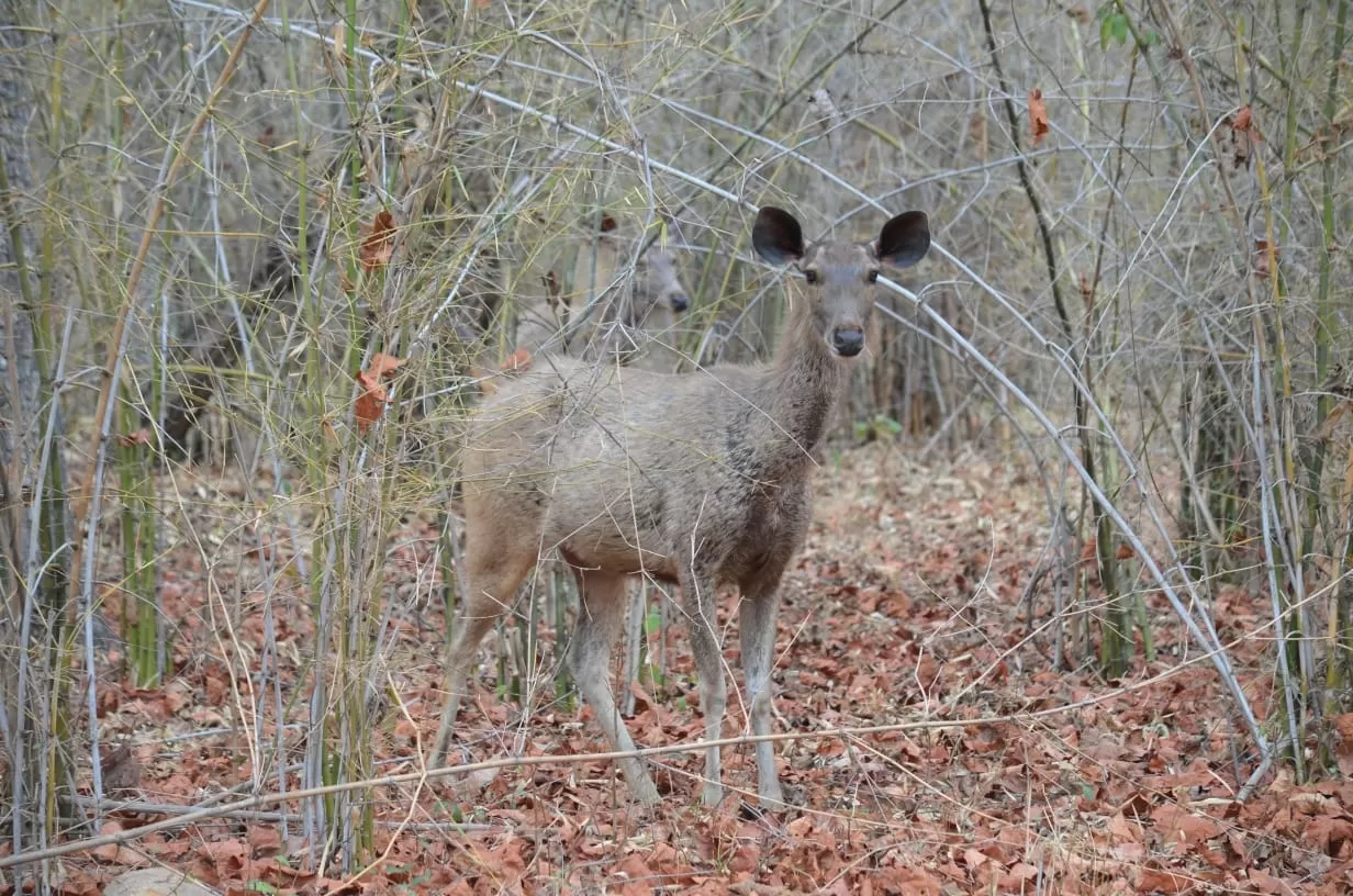 Photo of Tadoba Andhari Tiger Reserve By Saba