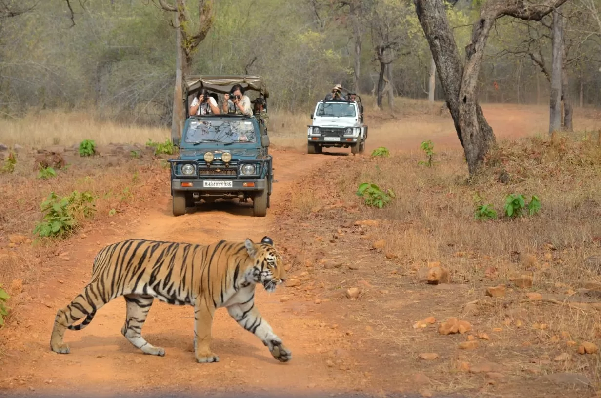 Photo of Tadoba Andhari Tiger Reserve By Saba