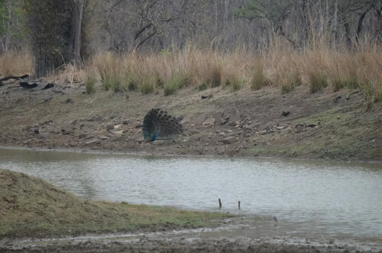 Photo of Tadoba Andhari Tiger Reserve By Saba