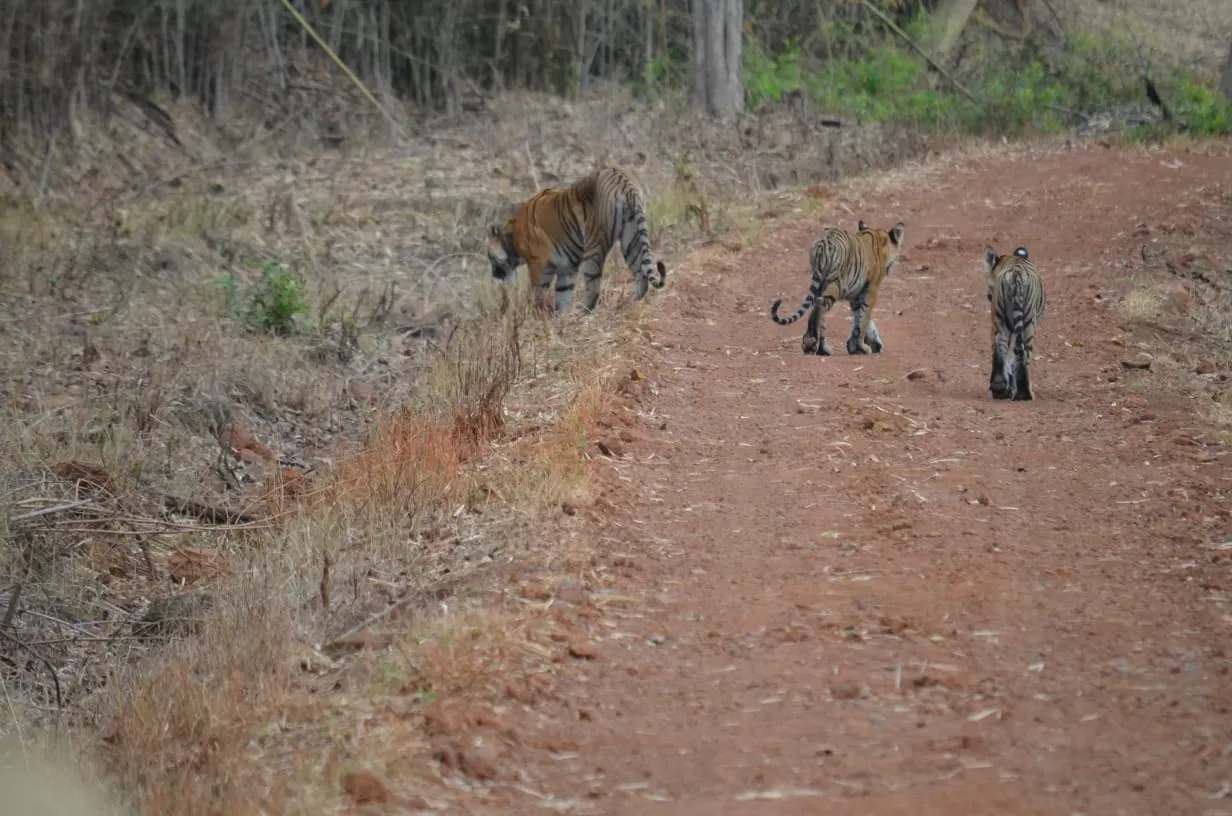 Photo of Tadoba Andhari Tiger Reserve By Saba