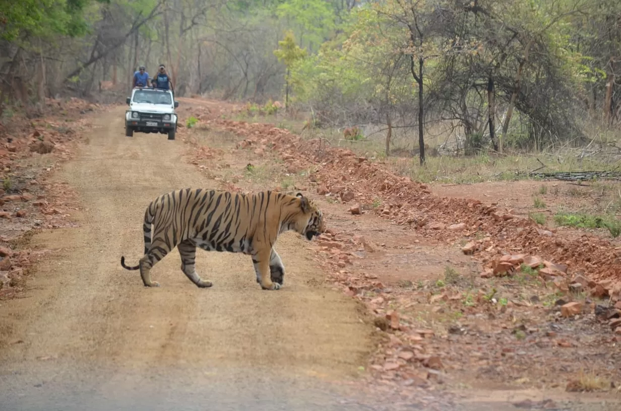 Photo of Tadoba Andhari Tiger Reserve By Saba