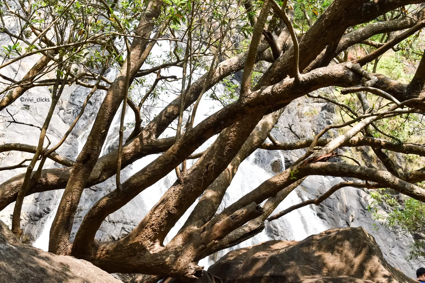 Photo of Dudhsagar Falls By Niwedita
