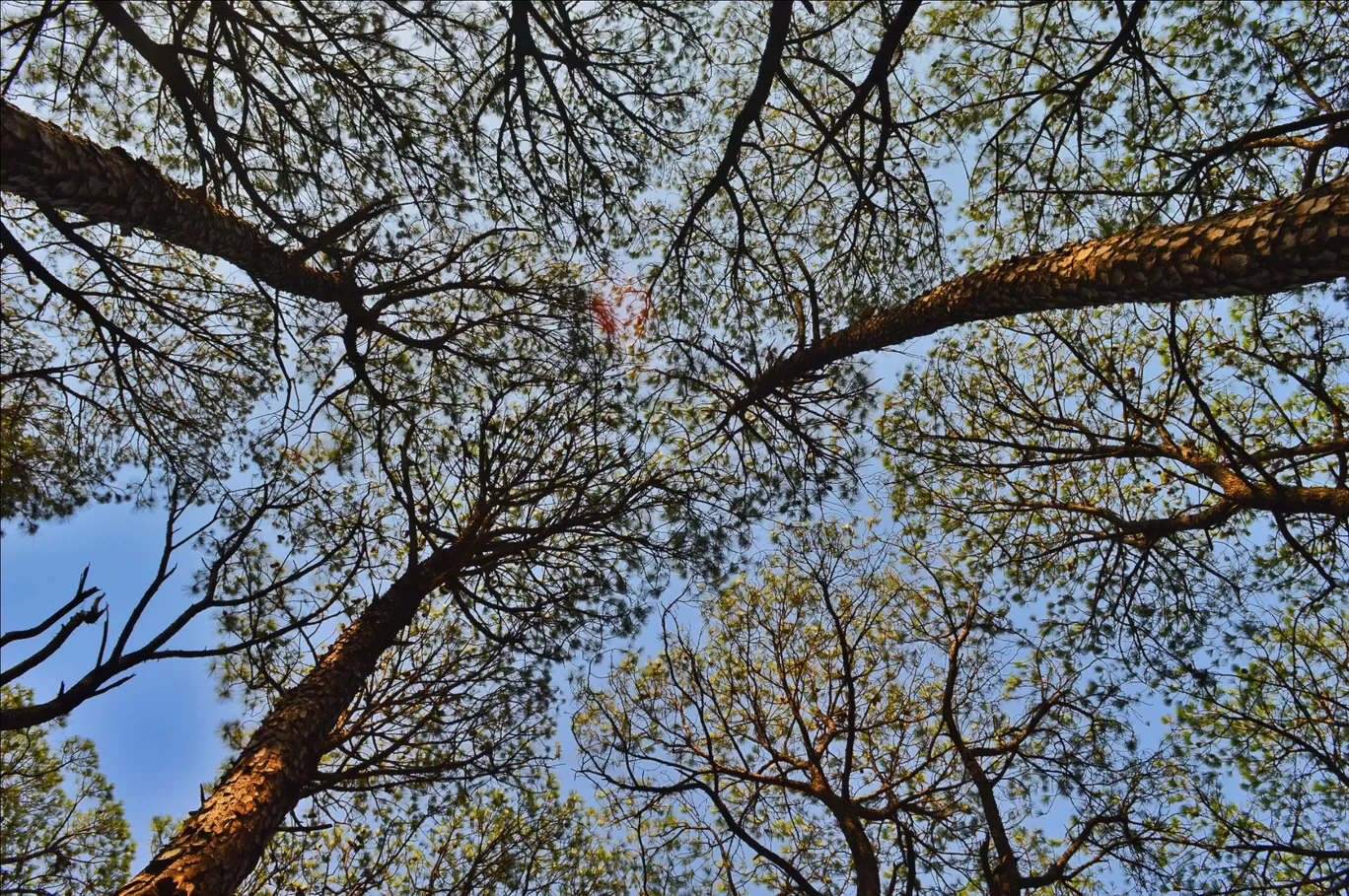 Photo of India By Manan Mathur