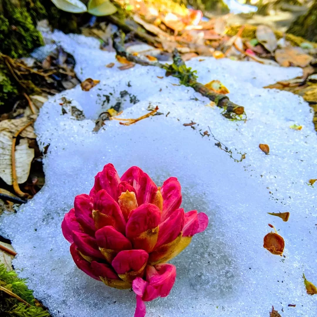 Photo of Ghandruk By Aditya Singh