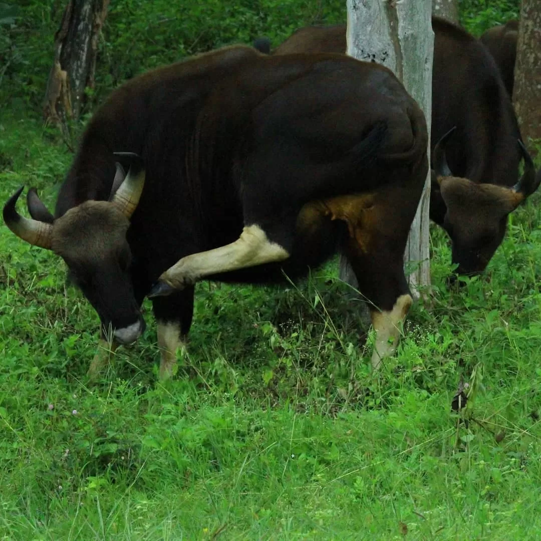 Photo of Bandipur Tiger Safari By Arnav Anand