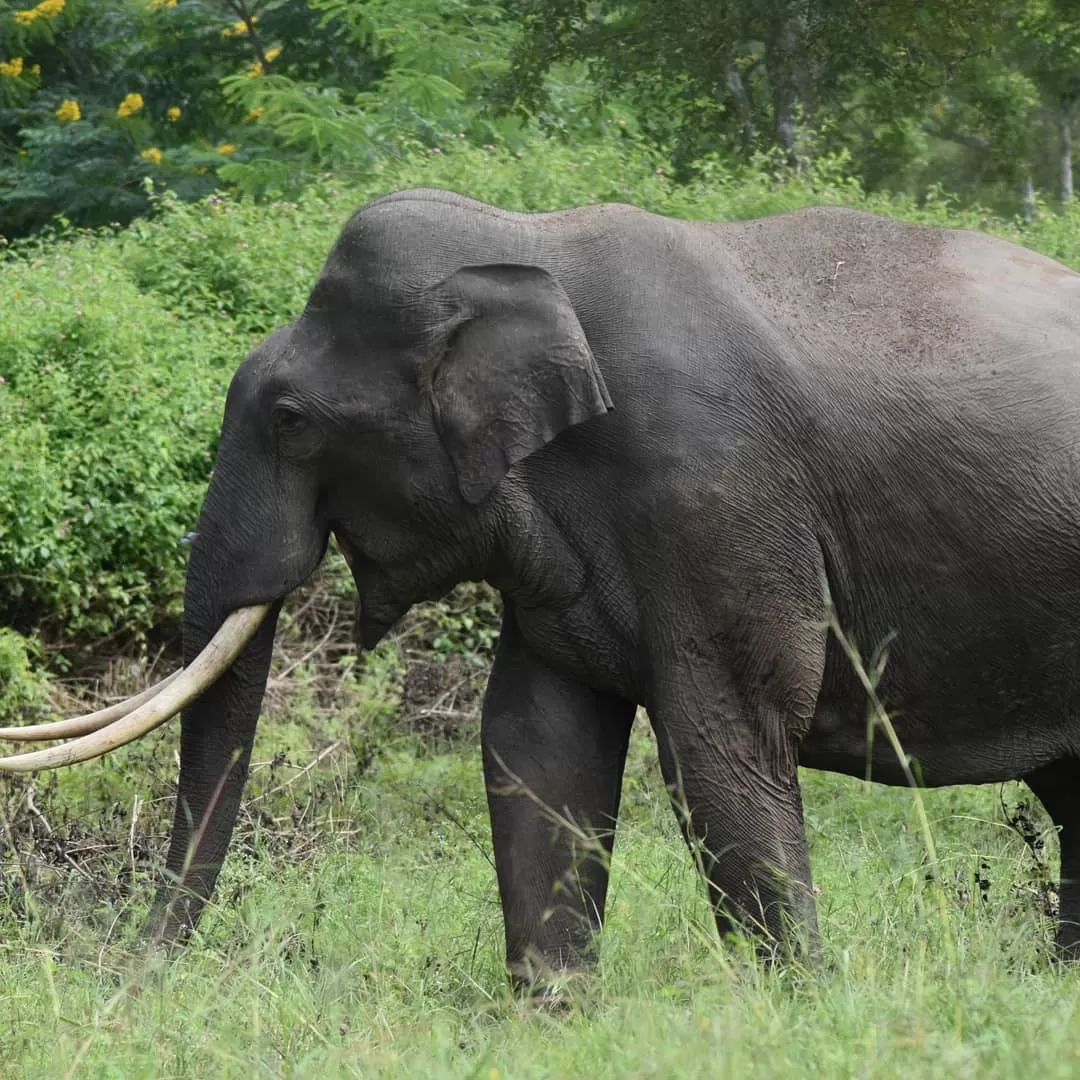 Photo of Bandipur Tiger Safari By Arnav Anand