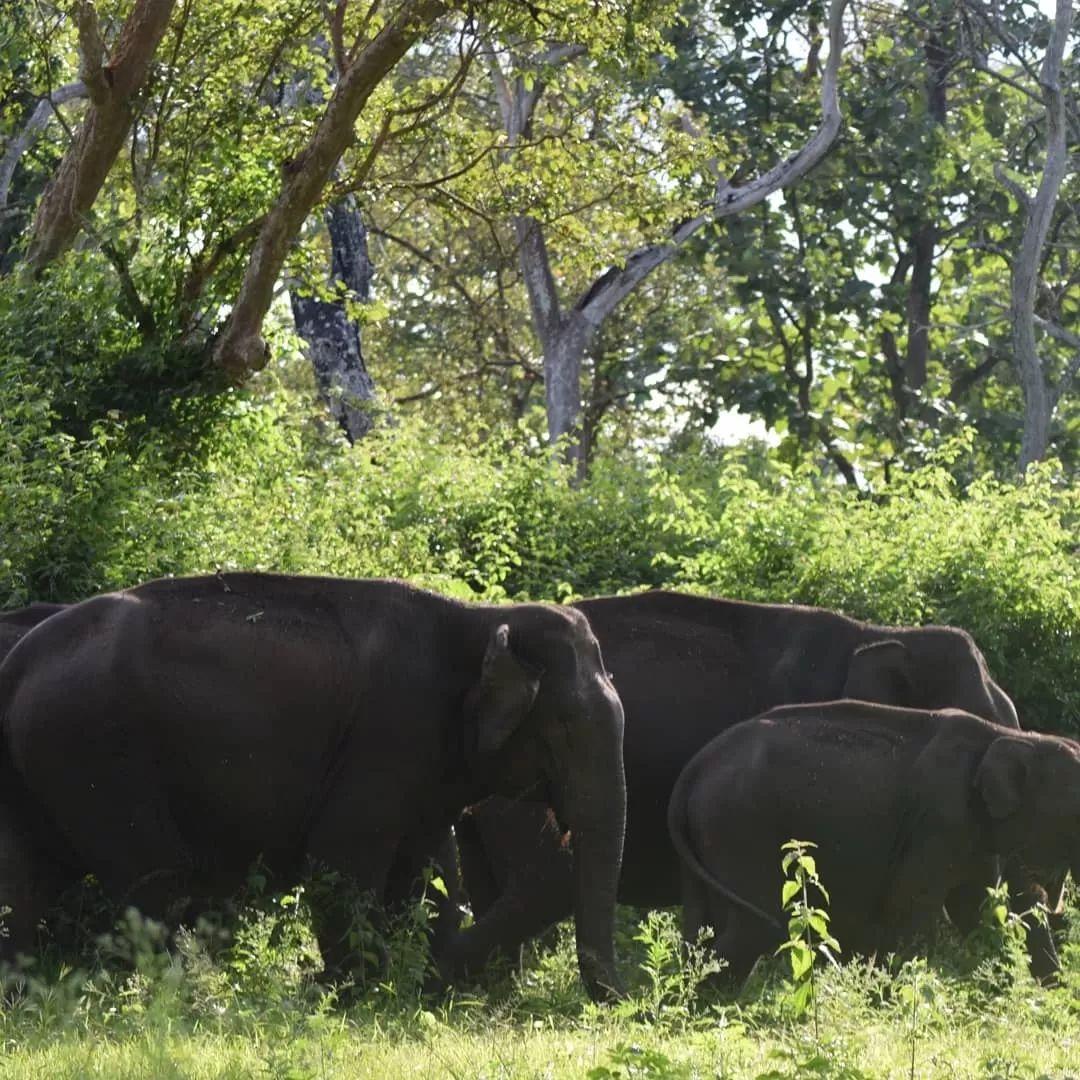 Photo of Bandipur Tiger Safari By Arnav Anand