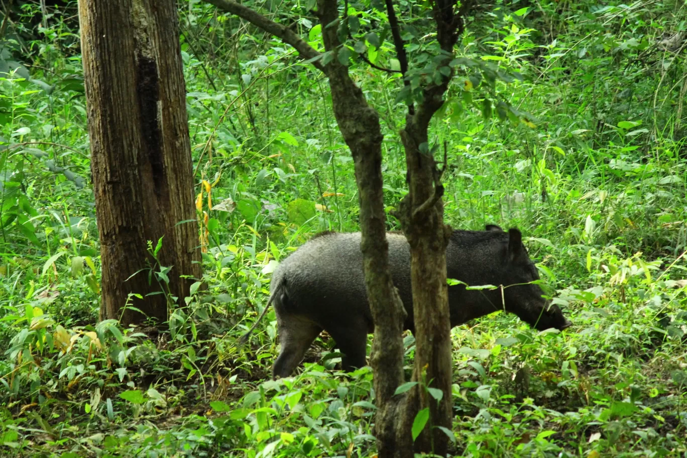 Photo of Bandipur Tiger Safari By Arnav Anand