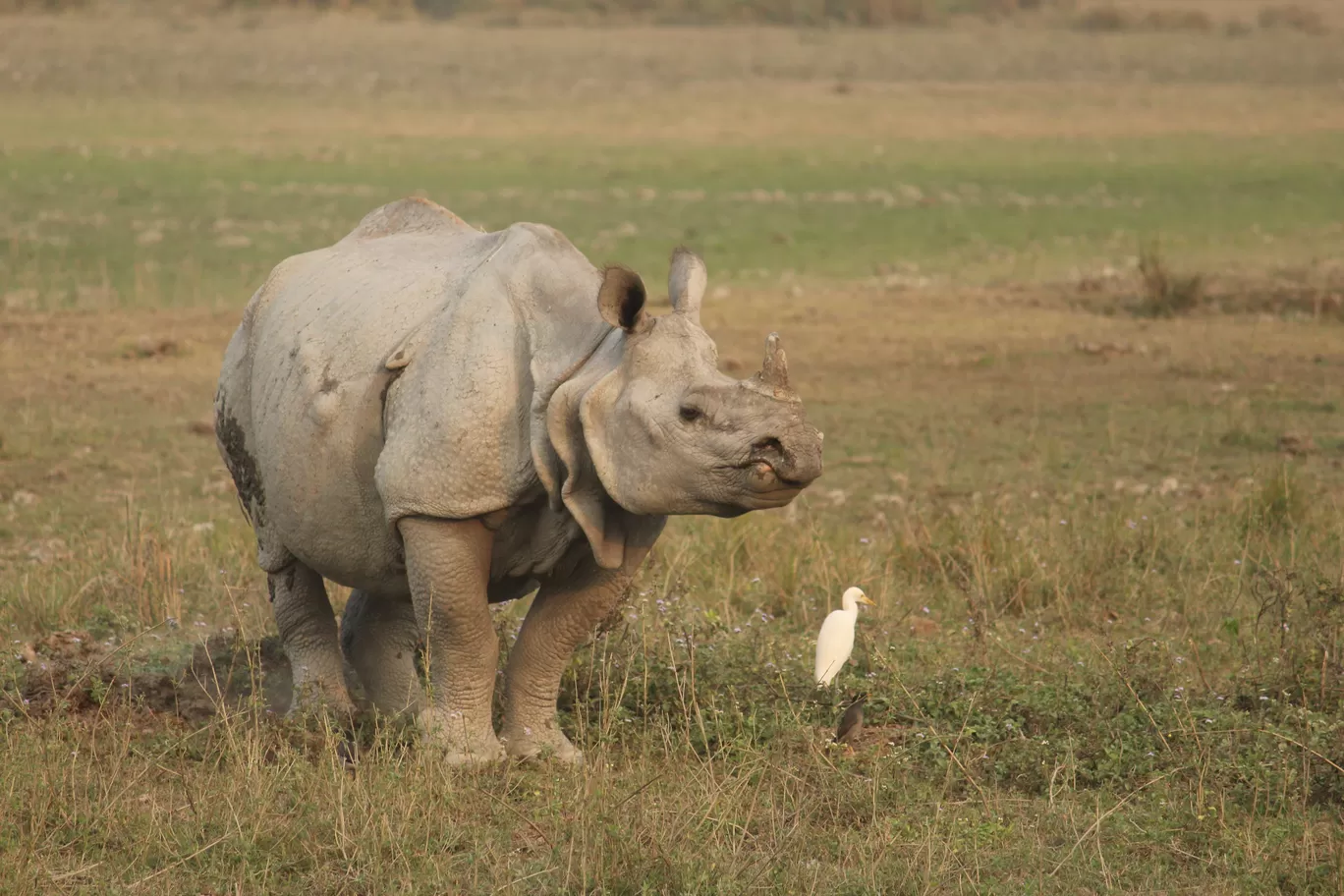 Photo of Kaziranga National Park By MONALISA (hungrywanderer)