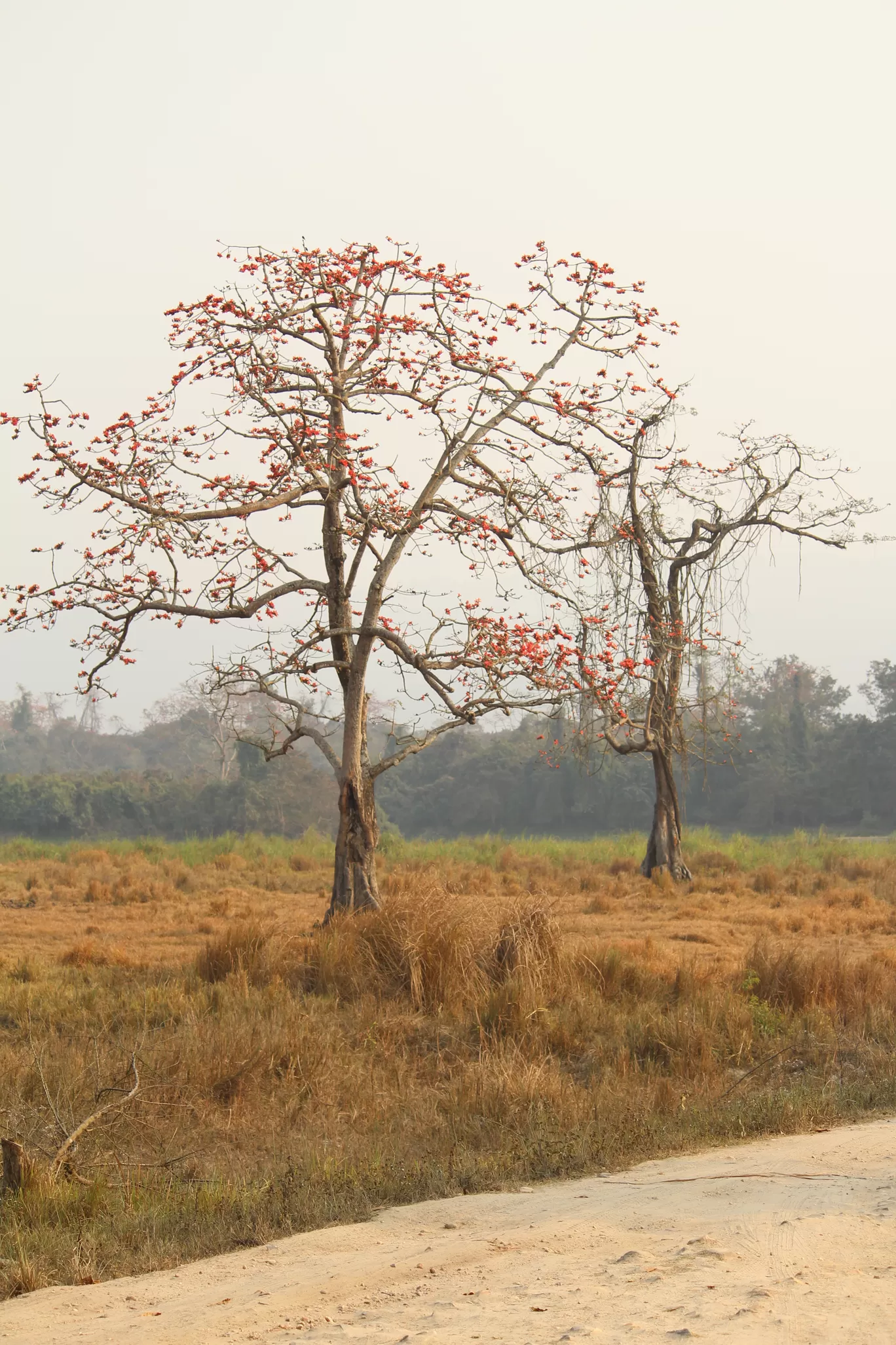 Photo of Kaziranga National Park By MONALISA (hungrywanderer)