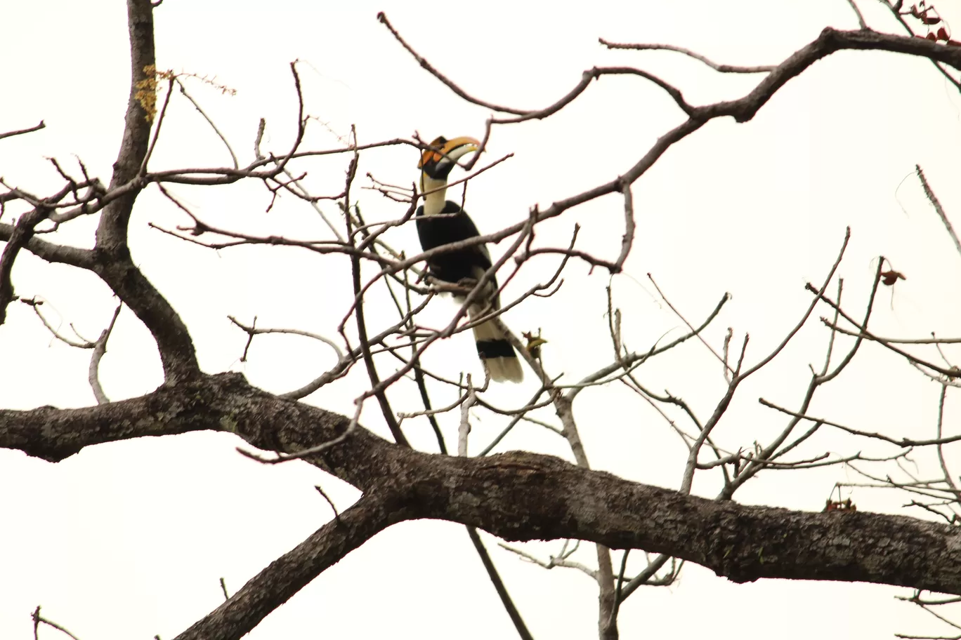 Photo of Buxa Tiger Reserve By MONALISA (hungrywanderer)