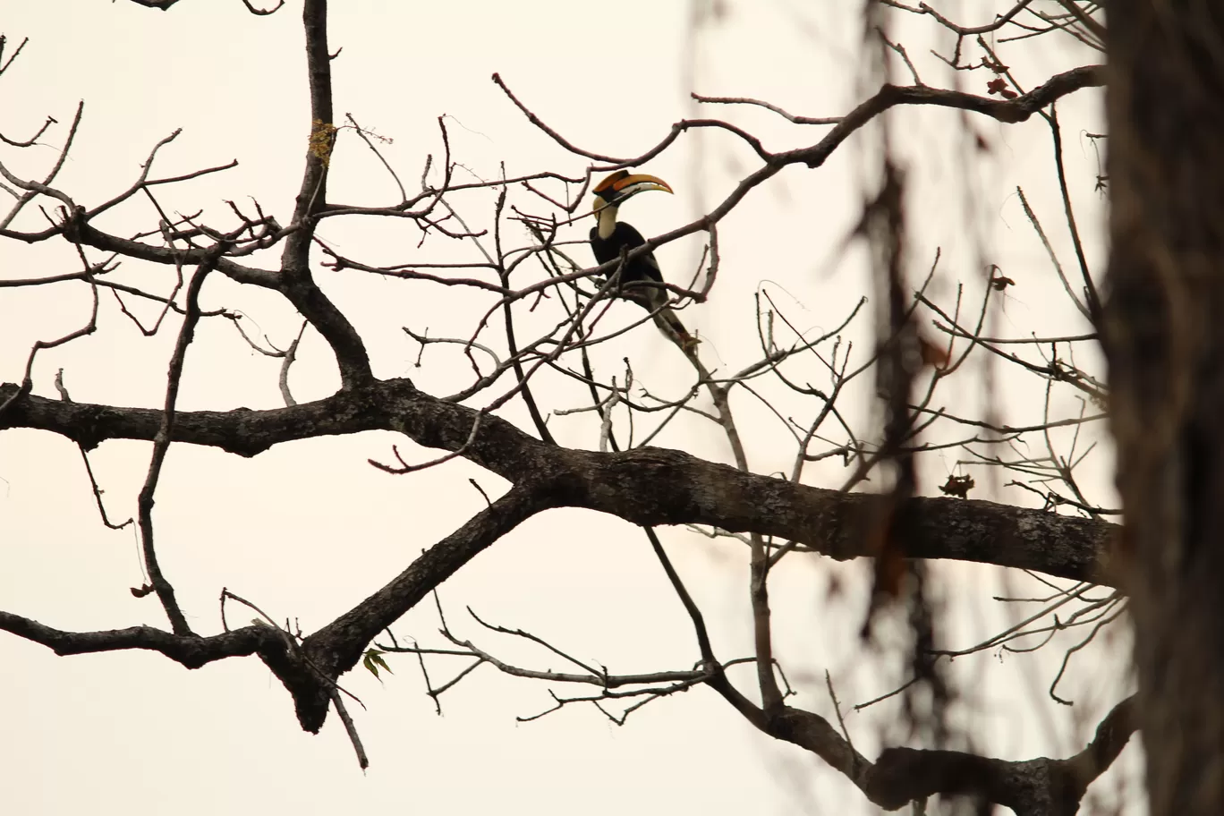 Photo of Buxa Tiger Reserve By MONALISA (hungrywanderer)