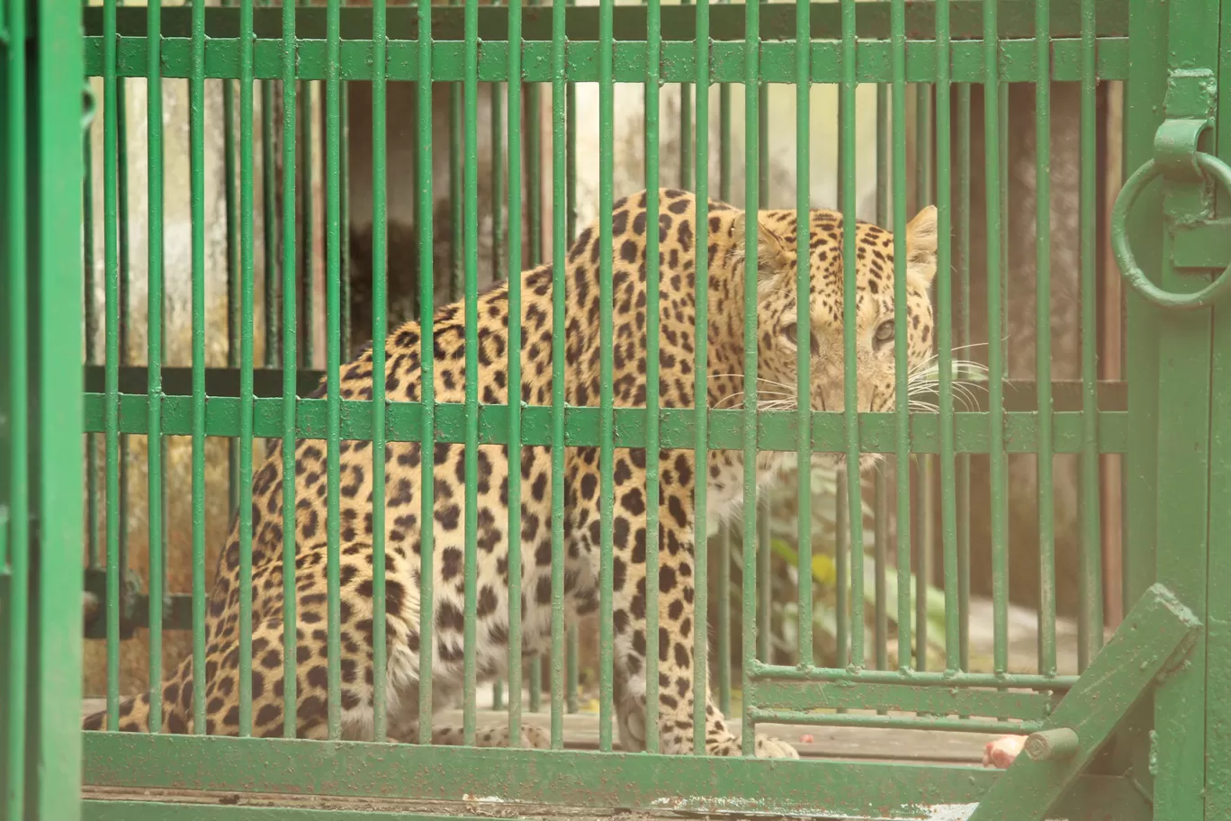 Photo of Buxa Tiger Reserve By MONALISA (hungrywanderer)