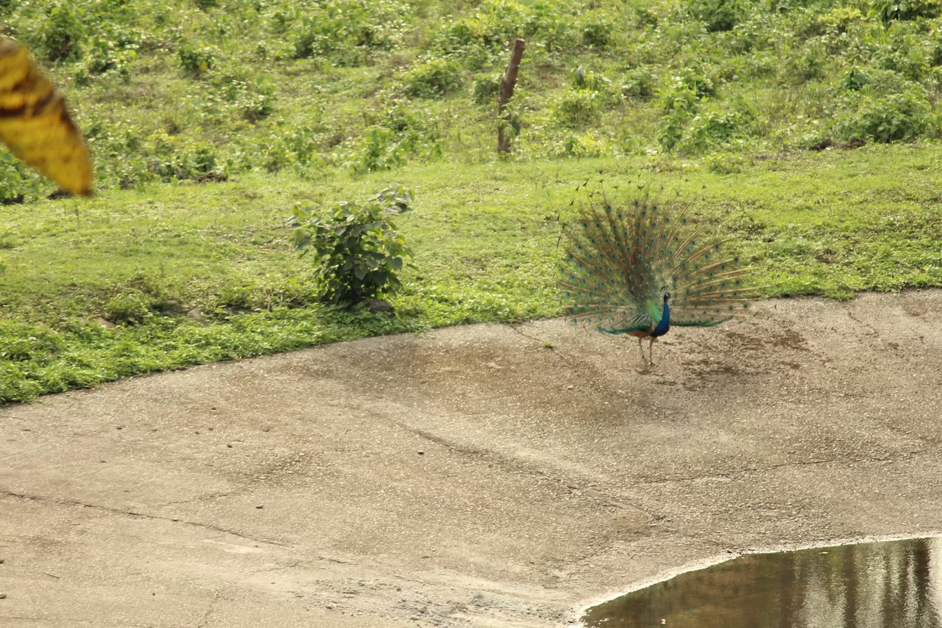 Photo of Buxa Tiger Reserve By MONALISA (hungrywanderer)