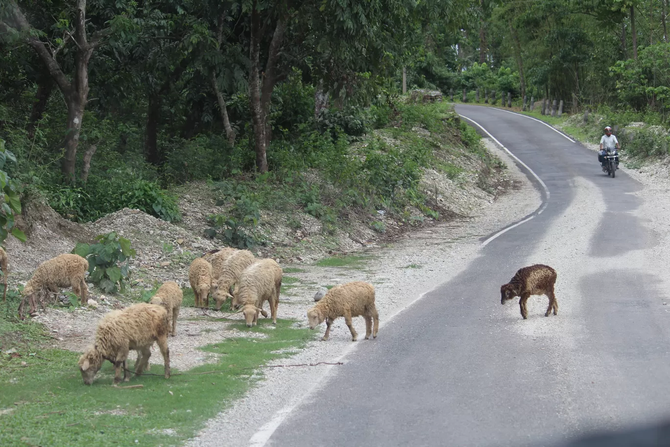 Photo of Buxa Tiger Reserve By MONALISA (hungrywanderer)