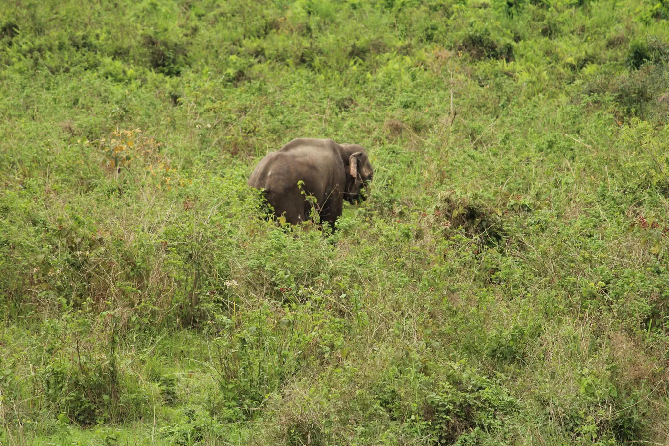Photo of Buxa Tiger Reserve By MONALISA (hungrywanderer)