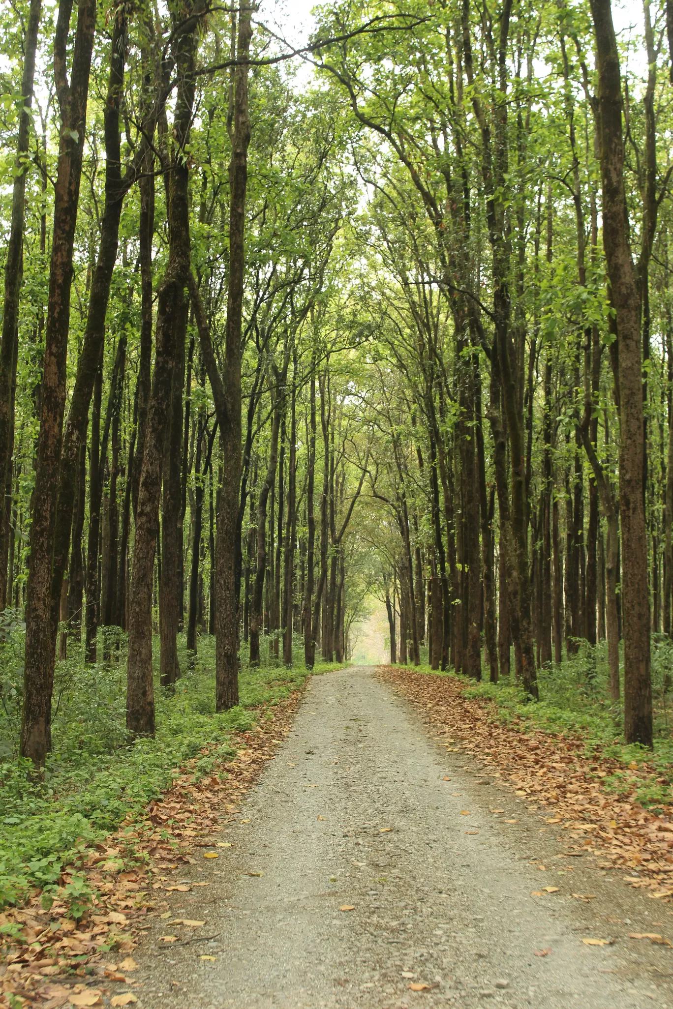 Photo of Buxa Tiger Reserve By MONALISA (hungrywanderer)