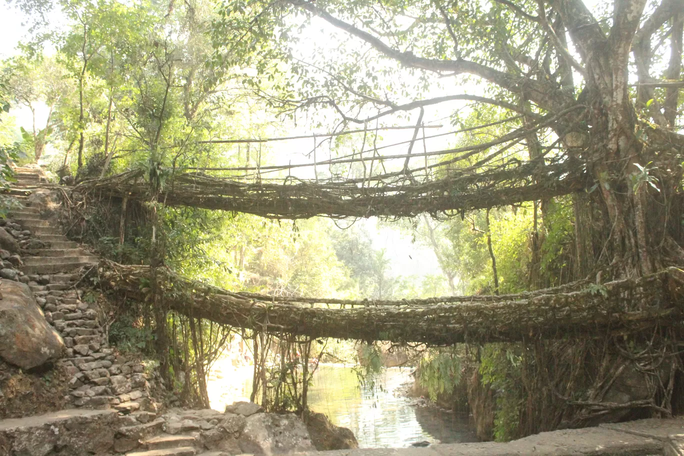 Photo of Double Decker Living Root Bridge By MONALISA (hungrywanderer)