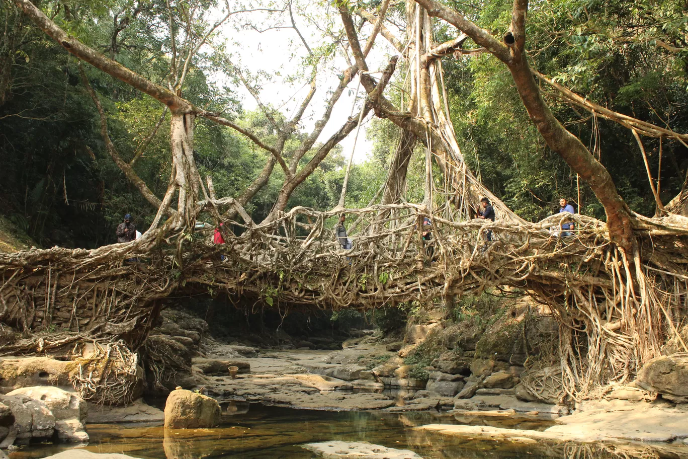 Photo of Living Root Bridge By MONALISA (hungrywanderer)