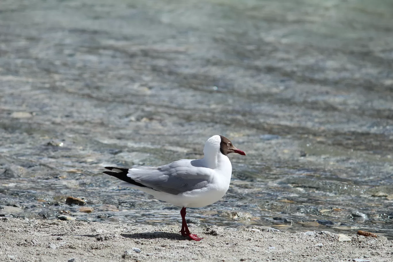 Photo of Pangong Tso By MONALISA (hungrywanderer)