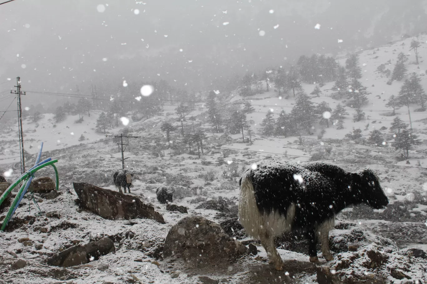 Photo of Sela Pass By MONALISA (hungrywanderer)