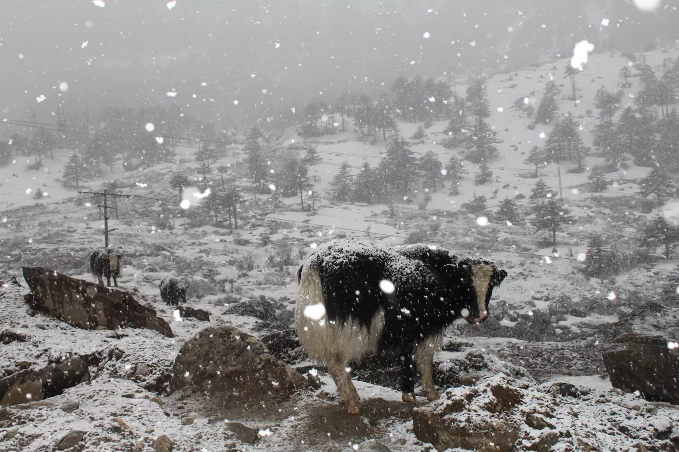 Photo of Sela Pass By MONALISA (hungrywanderer)
