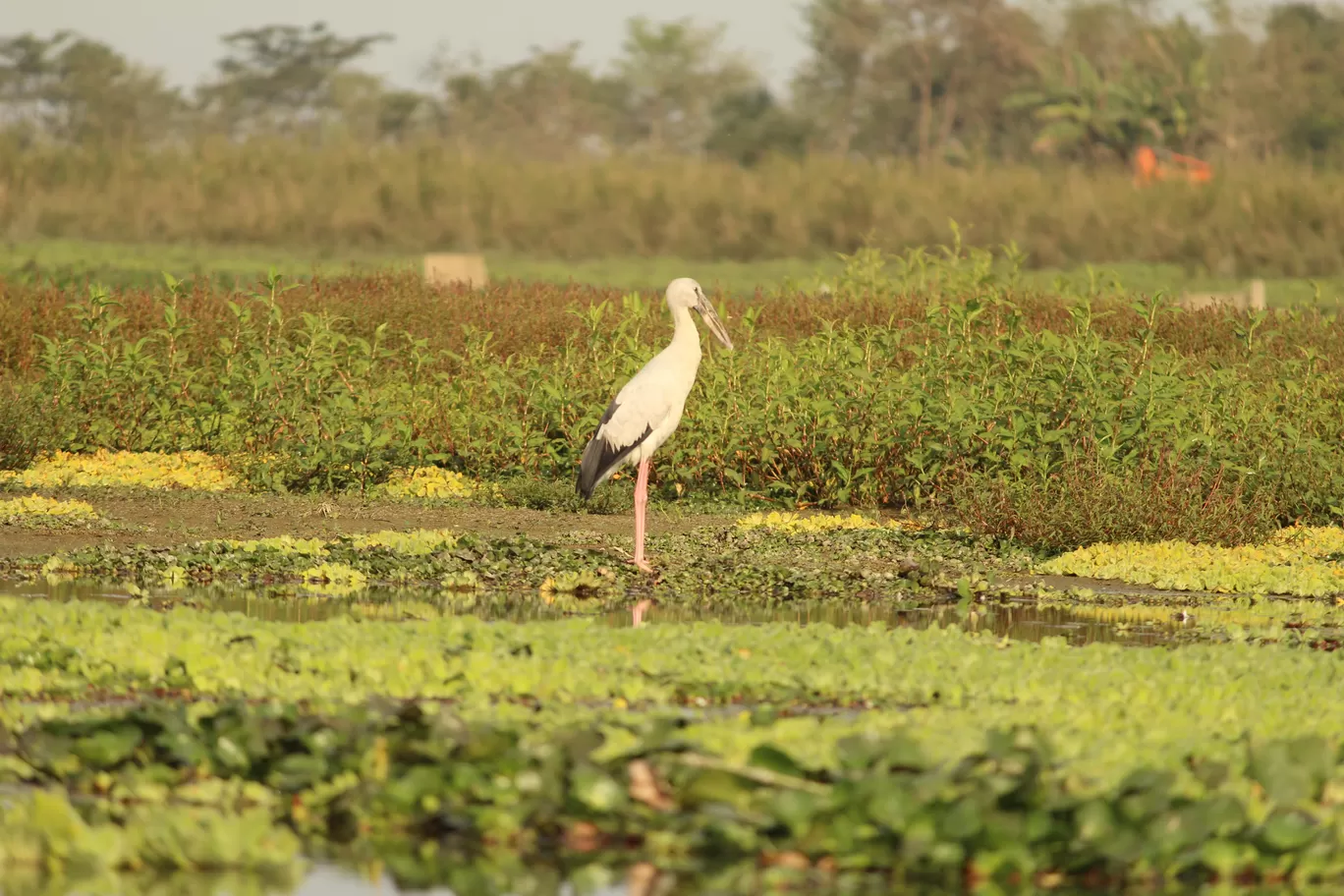 Photo of Maguri Bill By MONALISA (hungrywanderer)