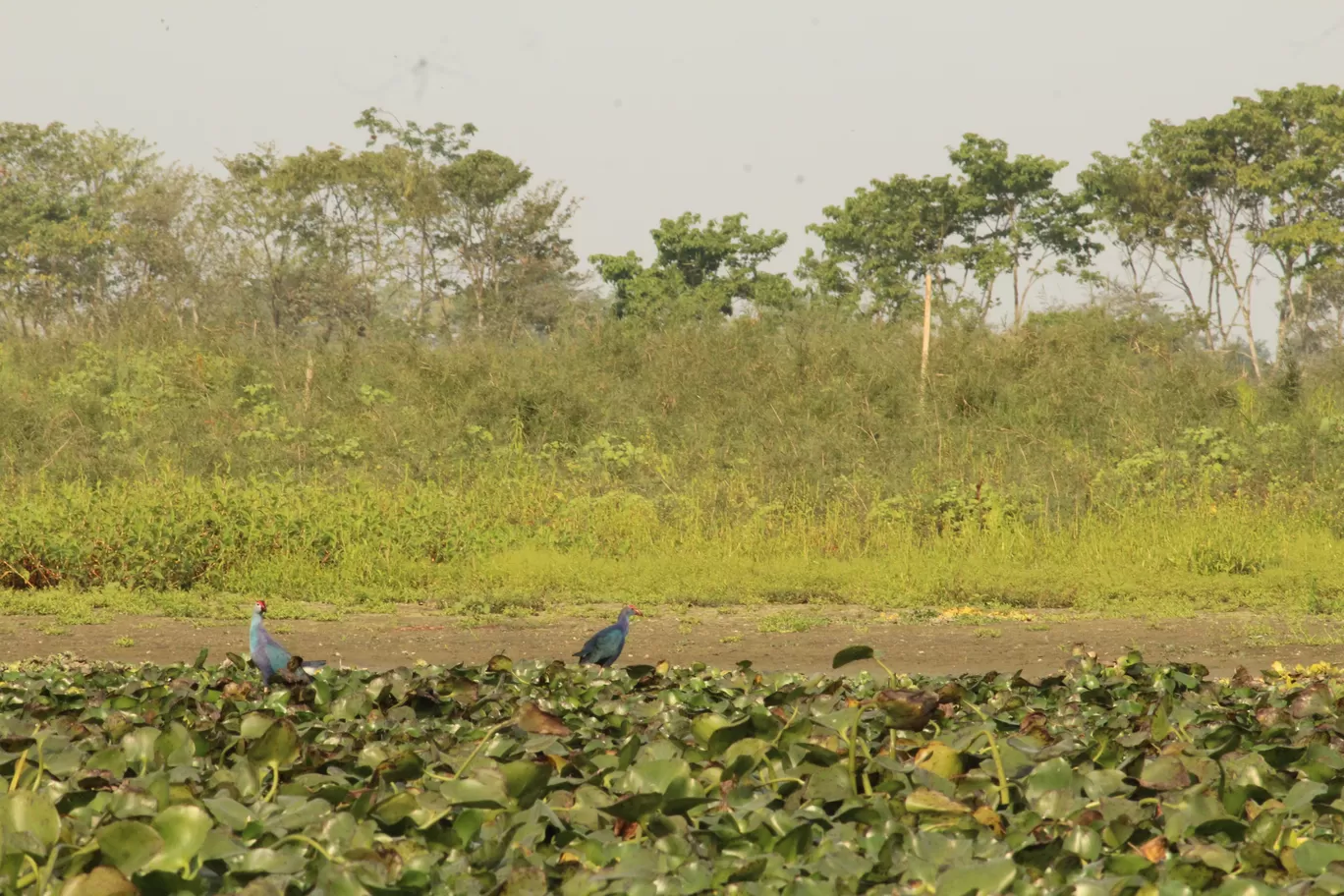 Photo of Maguri Bill By MONALISA (hungrywanderer)