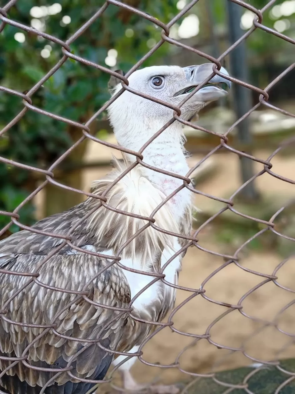 Photo of Nandankanan Zoological Park By manish kumar