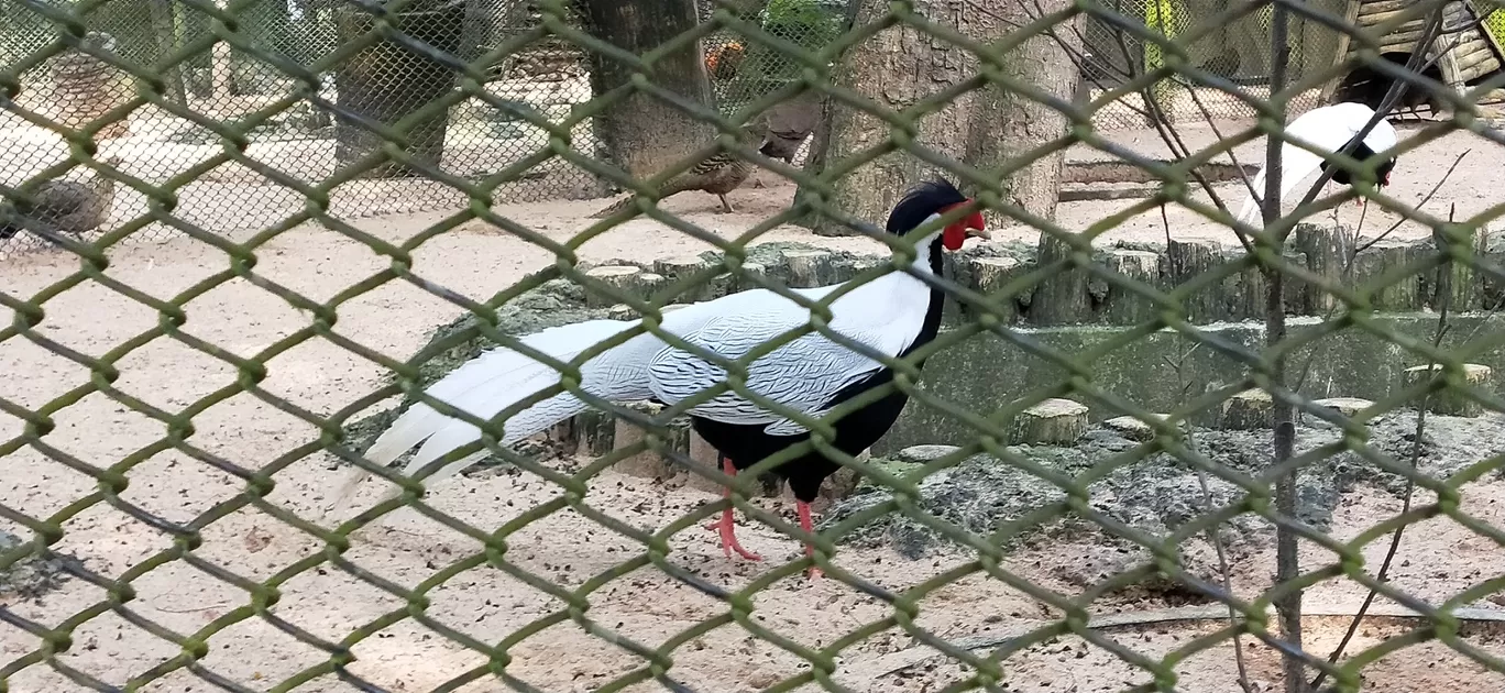 Photo of Nandankanan Zoological Park By manish kumar