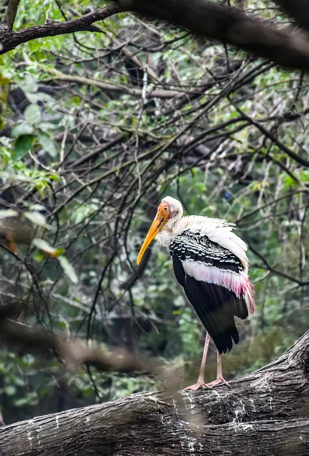 Photo of Okhla Bird Sanctuary By Er. Manu Siddharth Bhatt