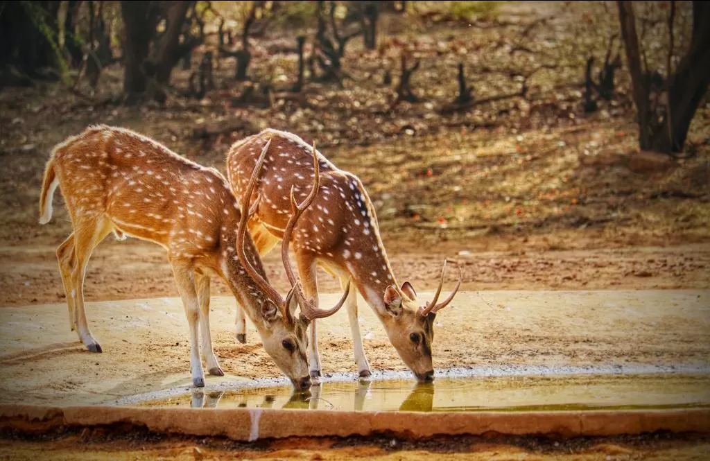Photo of Ranthambore National Park By Krishna Kotiyal