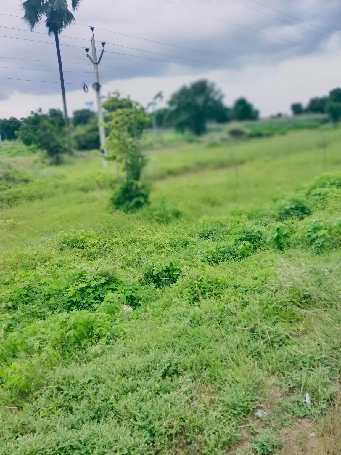 Photo of Armoor Road By Muhammad Adnan Pasha