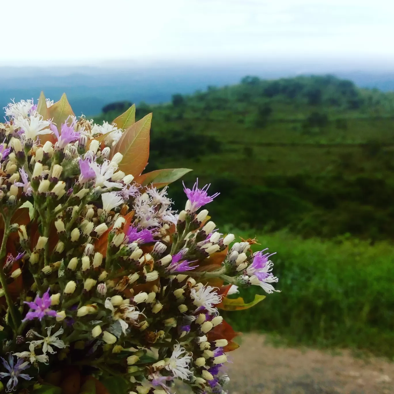 Photo of Panchalimedu Hill Station By Deebu P Solomon